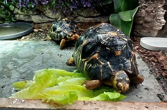 3 poziome terrarium wraz z 2 żółwiami Promienistymi i 3 Gwieździstymi, Podlaskie, Białystok