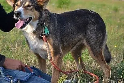 Piękna, grzeczna towarzyska, wierna, ufna, BEZDOMNA Sofi do adopcji!,  mazowieckie Warszawa