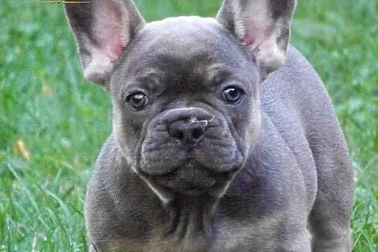 Buldog Francuski - mocny samiec xII