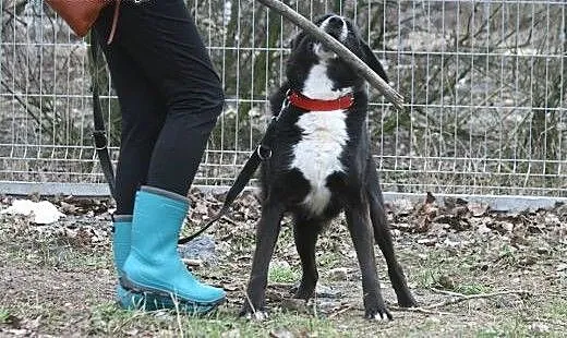 Śliczny psiak Gacek szuka domu, wielkopolskie Poz