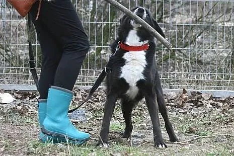 Śliczny psiak Gacek szuka domu,  wielkopolskie Poz