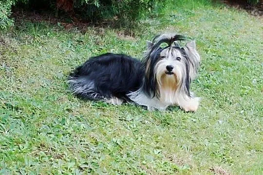 Odchowany piesek