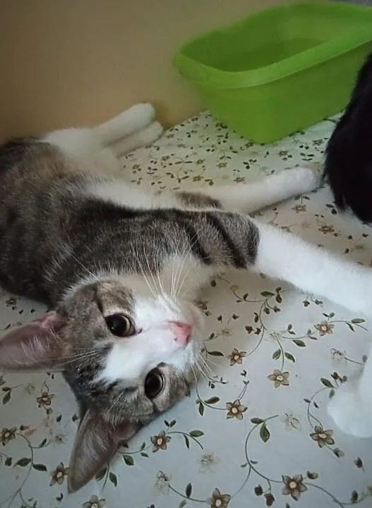 Miluś - półroczny przytulak do adopcji, Łódzkie, Łódź