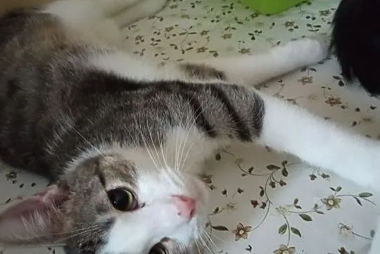 Miluś - półroczny przytulak do adopcji, Łódzkie, Łódź