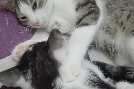 Miluś - półroczny przytulak do adopcji, Łódzkie, Łódź