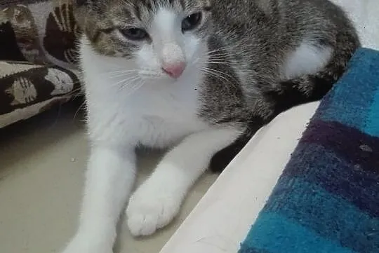 Miluś - półroczny przytulak do adopcji, Łódzkie, Łódź