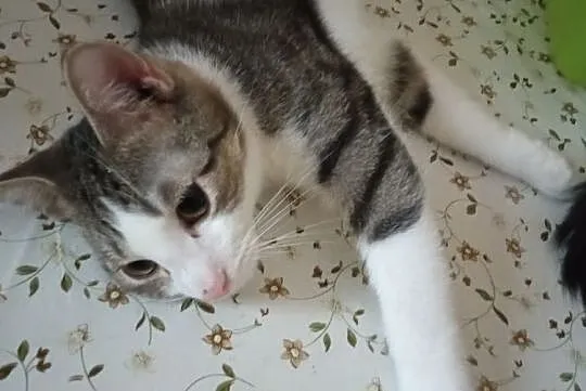 Miluś - półroczny przytulak do adopcji, Łódzkie, Łódź