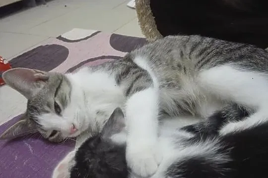 Miluś - półroczny przytulak do adopcji, Łódzkie, Łódź