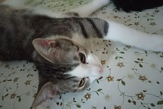 Miluś - półroczny przytulak do adopcji, Łódzkie, Łódź