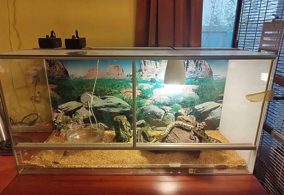 Terrarium z, Małopolskie, Nowy Sącz