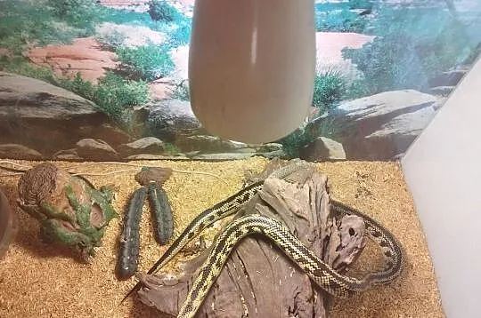 Terrarium z, Małopolskie, Nowy Sącz