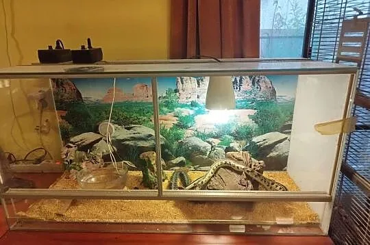 Terrarium z, Małopolskie, Nowy Sącz