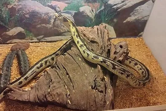Terrarium z, Małopolskie, Nowy Sącz