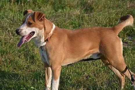 Bongo oddano do schroniska - znudził się? Pojawił 