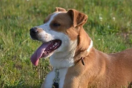 Bongo oddano do schroniska - znudził się? Pojawił 