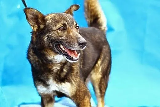 Dzieciolubny,przyjazny pies Włodek szuka domu ,ADOPTUJ !,  łódzkie Łódź