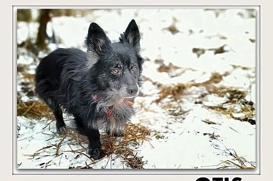 OTIS,9kg,mały,starszy,spokojny,szczepiony piesek.ADOPCJA