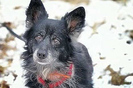 OTIS,9kg,mały,starszy,spokojny,szczepiony piesek.ADOPCJA, Łódzkie, Łódź
