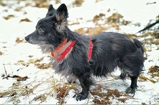 OTIS,9kg,mały,starszy,spokojny,szczepiony piesek.ADOPCJA, Łódzkie, Łódź