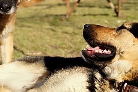 Pluto wciąż czeka...,  dolnośląskie Jelenia Góra