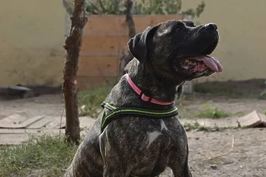 Molos MIETKA szuka domu Poznań,  wielkopolskie Sza