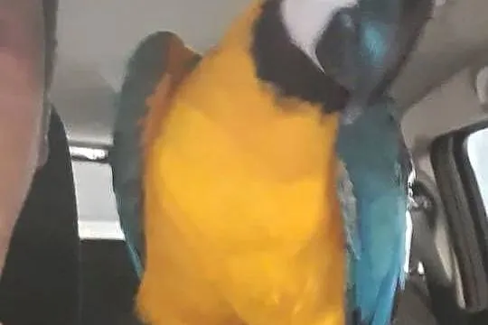 Ara ararauna