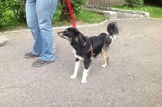PEREŁKA mała, młoda, urocza sunia nie ma łapki, ni
