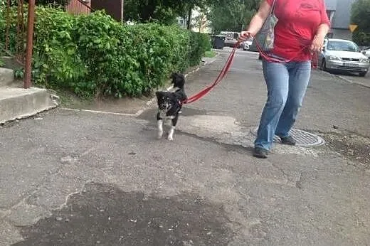 PEREŁKA mała, młoda, urocza sunia nie ma łapki, ni