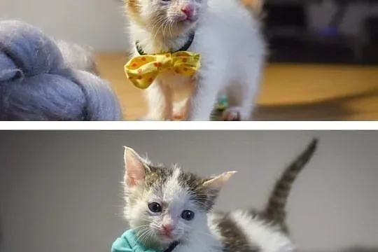 Emma i Marshal do adopcji, Śląskie, Gliwice