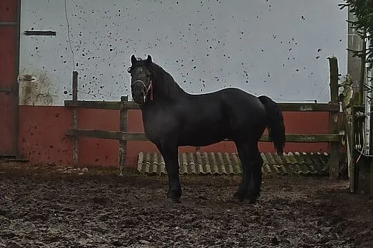 STANÓWKA ogierem PRYMUS 100% sztum, , Szadek