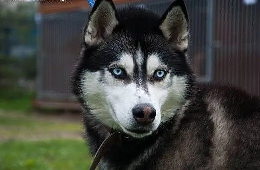 Młody, niebieskooki Lubor, HUSKY idealny dla aktyw
