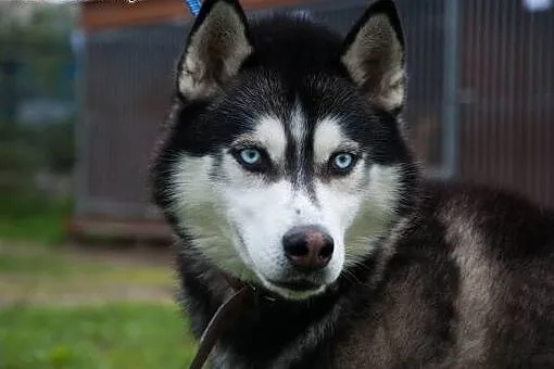 Młody, niebieskooki Lubor, HUSKY idealny dla aktywnej osoby, Kundelki cała Polska