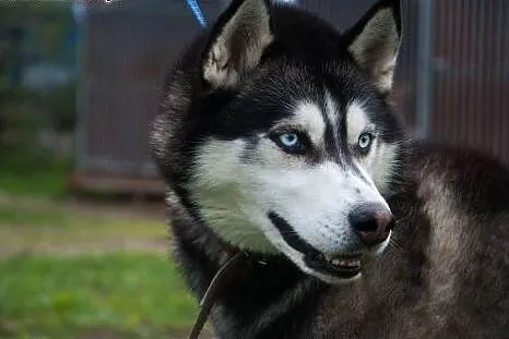 Młody, niebieskooki Lubor, HUSKY idealny dla aktyw