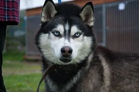 Młody, niebieskooki Lubor, HUSKY idealny dla aktyw
