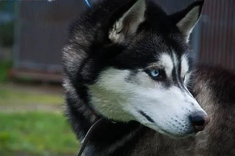 Młody, niebieskooki Lubor, HUSKY idealny dla aktyw