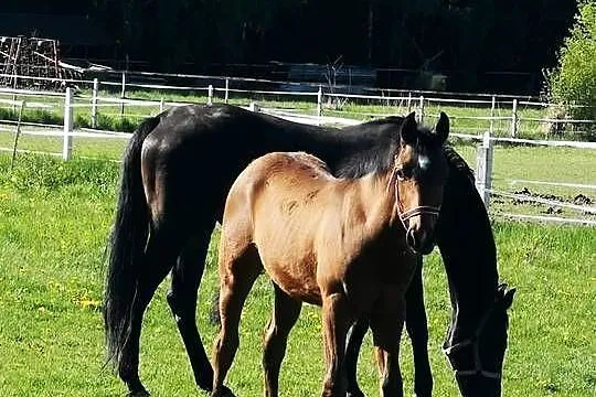 Sprzedam klacz ze źrebakiem, Lubelskie, Wierzchowiny