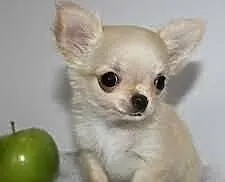 $$$$$$ Piękna SUCZKA rasy Chihuahua$$$$$$$$$$$$$$$