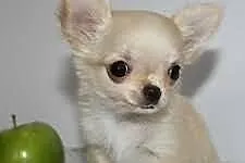 $$$$$$ Piękna SUCZKA rasy Chihuahua$$$$$$$$$$$$$$$