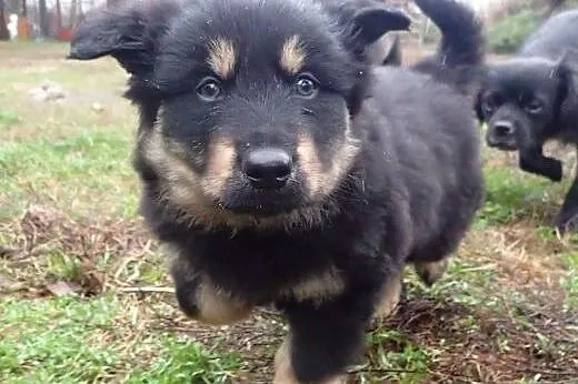 Kama szczeniak 7 tyg do adopcji, mazowieckie Warszawa