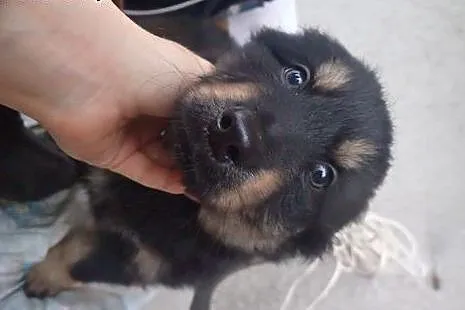 Kama szczeniak 7 tyg do adopcji,  mazowieckie Wars