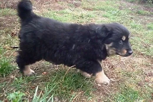 Kama szczeniak 7 tyg do adopcji,  mazowieckie Wars