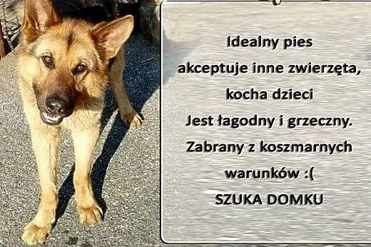 Młody Roki, OWCZAREK NIEMIECKI mix szuka wspaniałego domu!,  Kundelki cała Polska