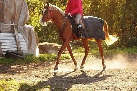 Sprzedam urodziwego arabka !!!,  mazowieckie Warsz