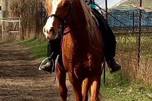 Sprzedam urodziwego arabka !!!,  mazowieckie Warsz