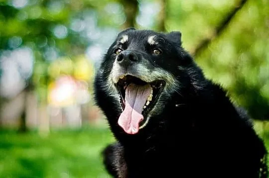 Snack dogaduje sie z psami, Mazowieckie, Warszawa