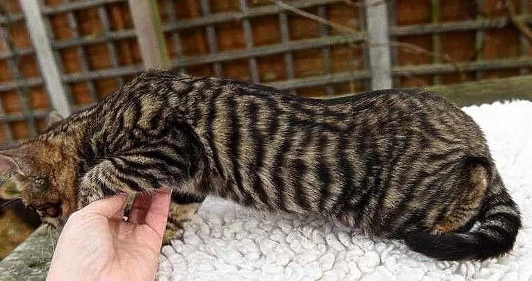 dostepne kocieta bengalskie, , Wrocław