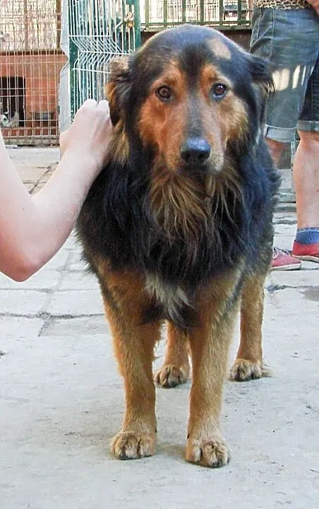 Berni do adopcji , lubelskie Świdnik