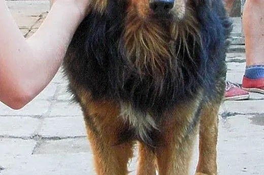 Berni do adopcji ,  lubelskie Świdnik