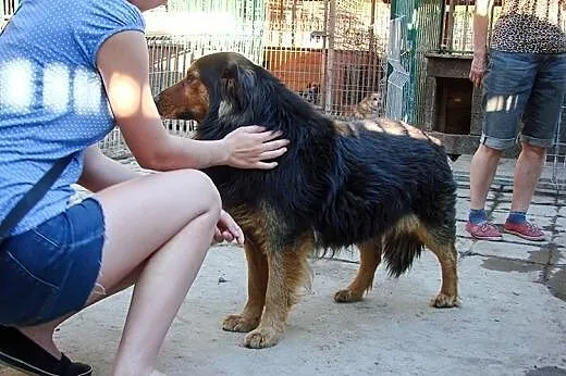 Berni do adopcji ,  lubelskie Świdnik