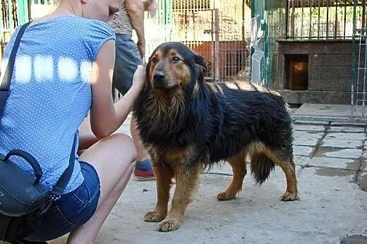 Berni do adopcji ,  lubelskie Świdnik